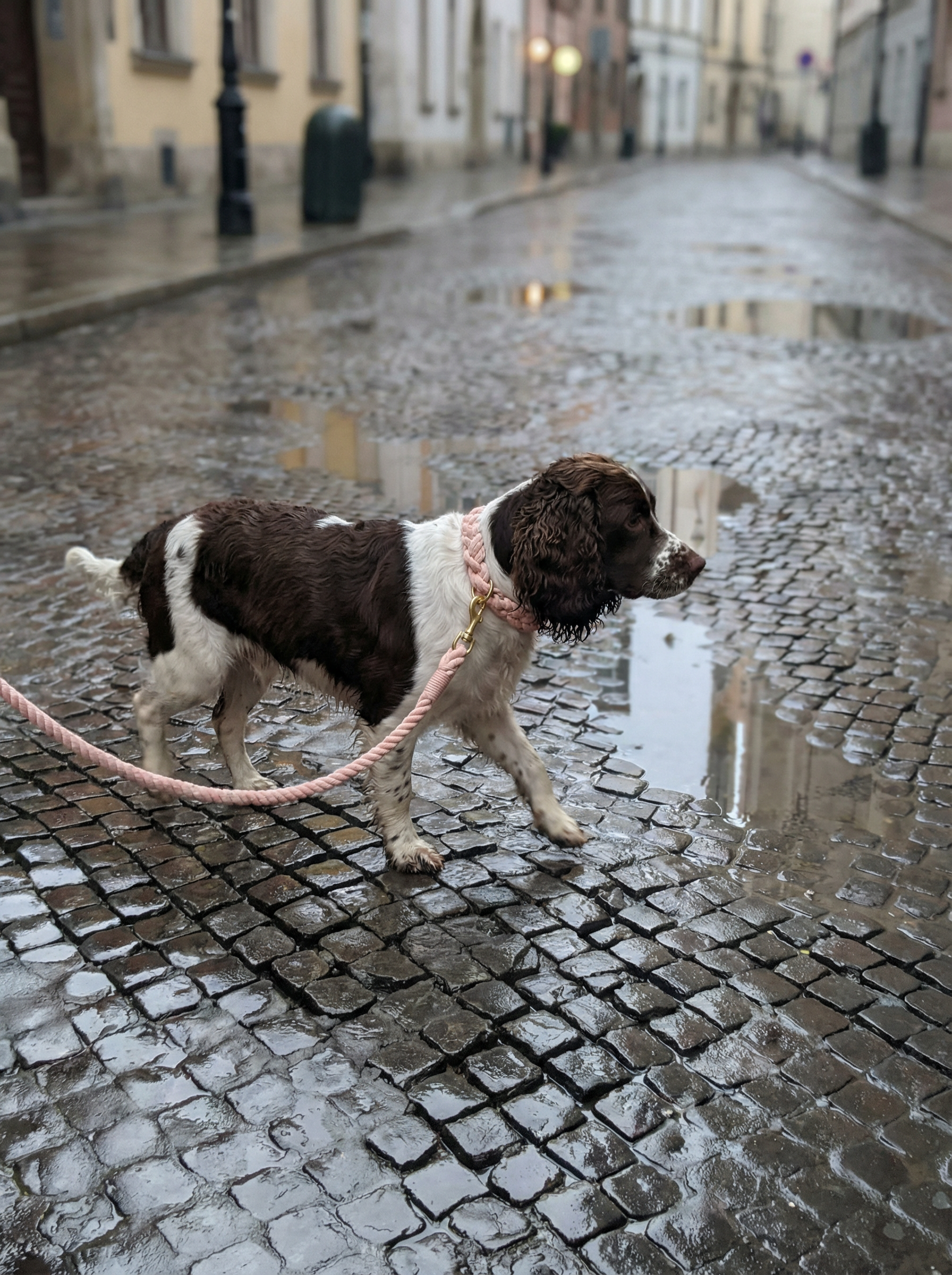 Dog Rope Leash & Collar Set – Cotton Coral