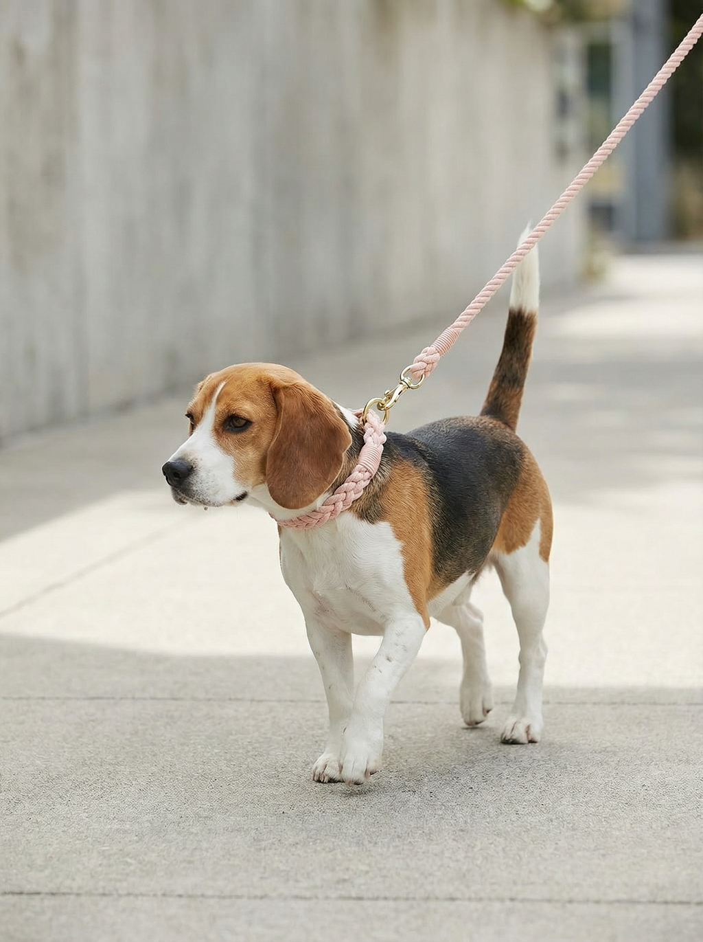 Dog Rope Leash & Collar Set – Cotton Coral
