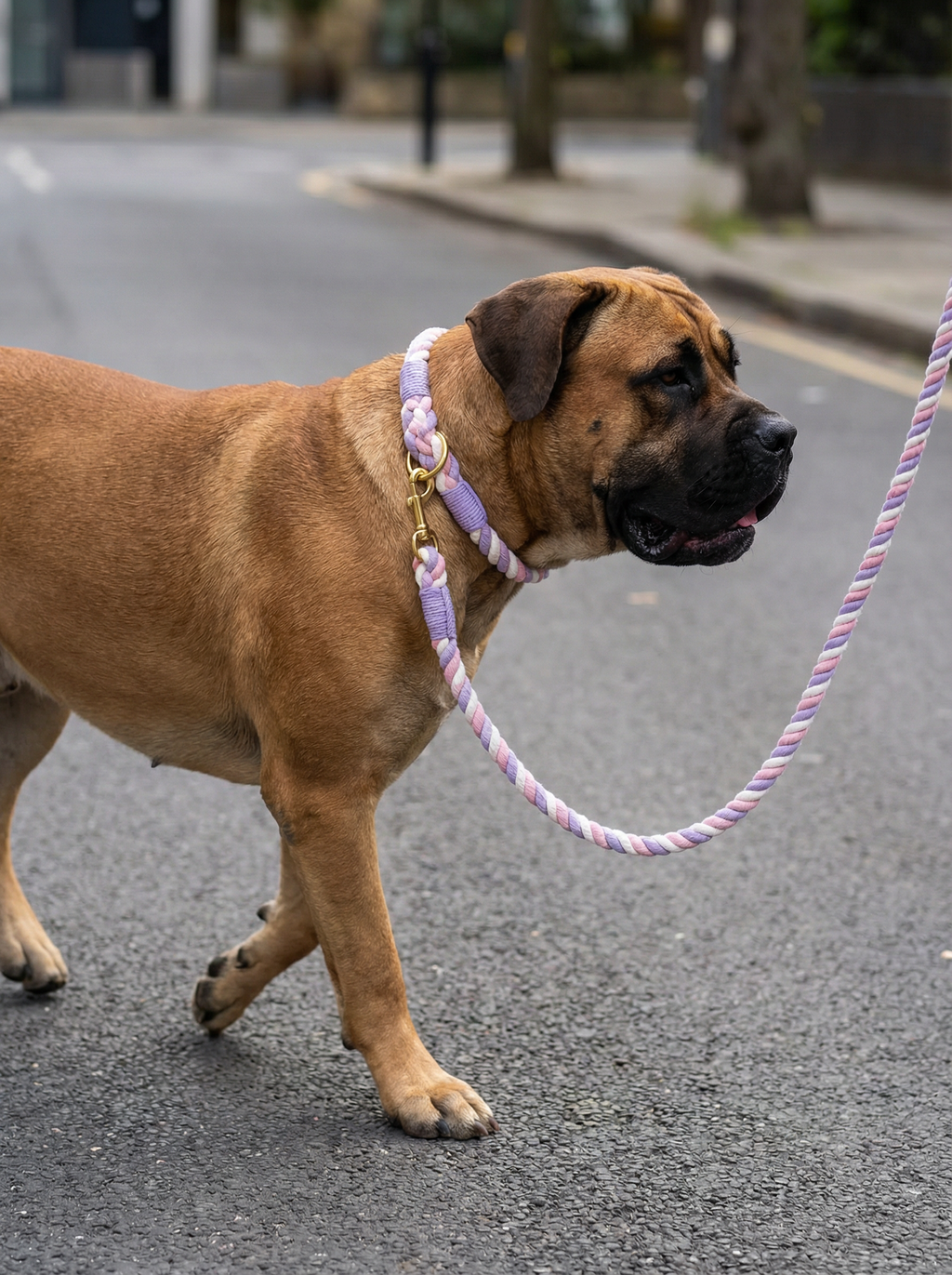 Dog Rope Leash & Collar Set – Sweet Dream