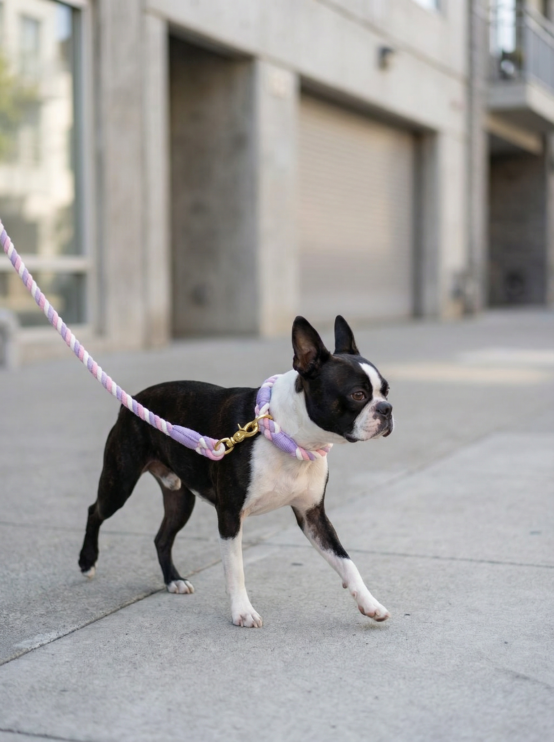 Dog Rope Leash & Collar Set – Sweet Dream