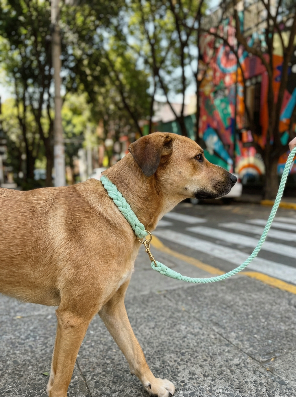 Dog Rope Leash & Collar Set – Mint Green