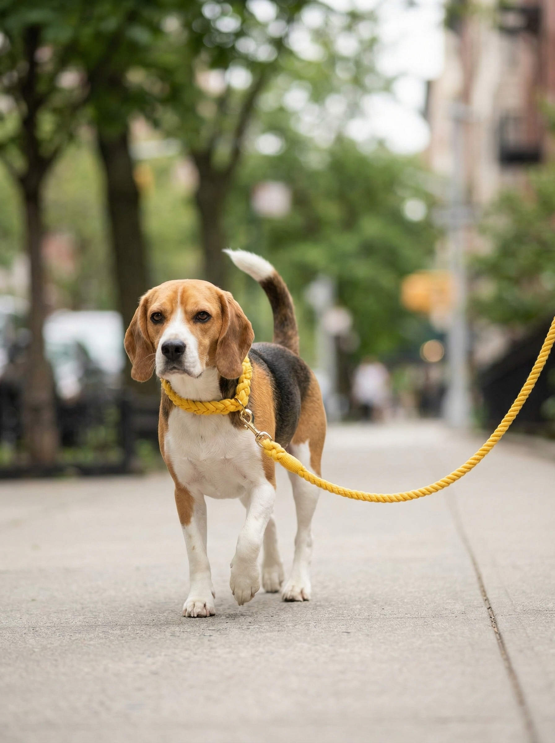 Dog Rope Leash & Collar Set – Golden Garden