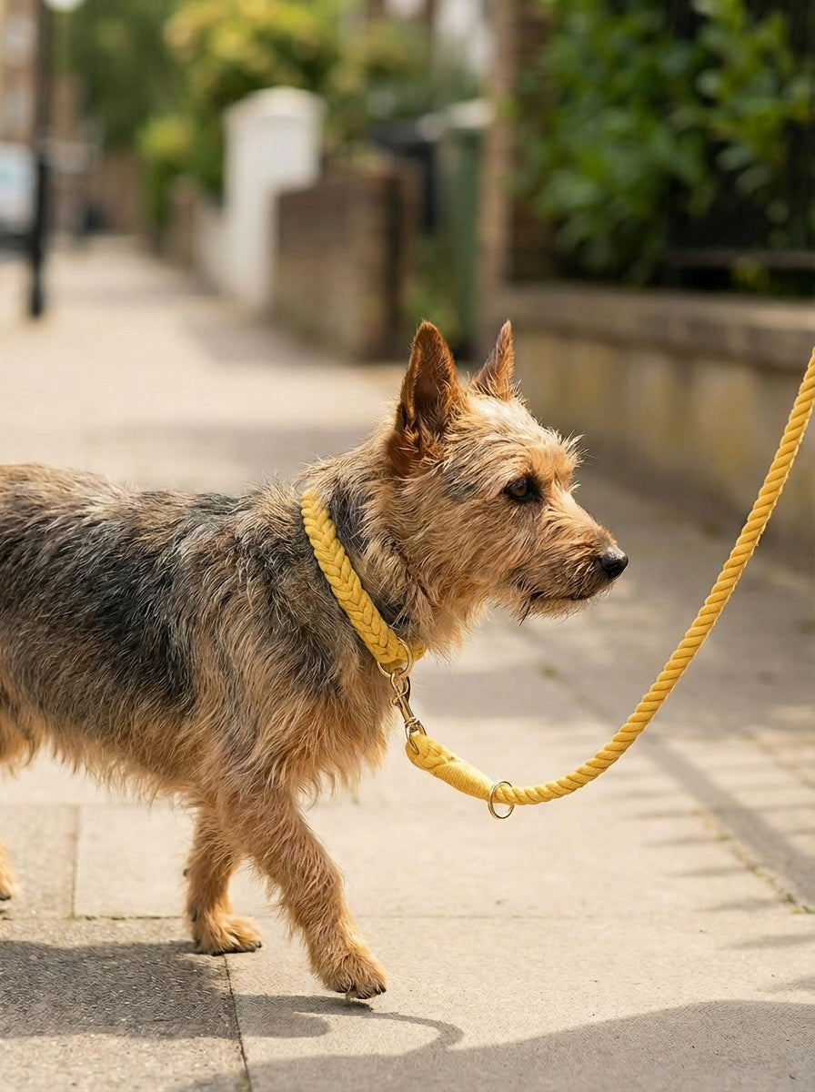 Dog Rope Leash & Collar Set – Golden Garden