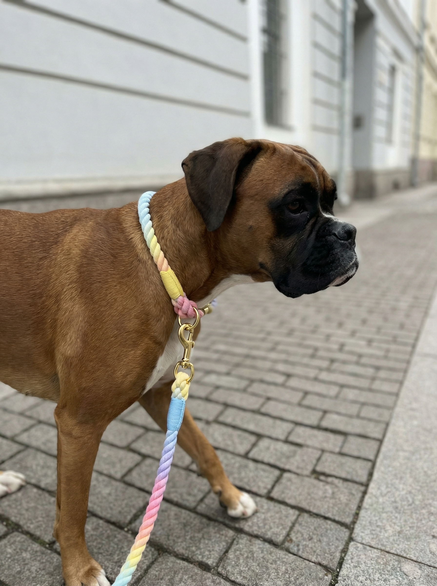 Dog Rope Leash & Collar Set – Macaron