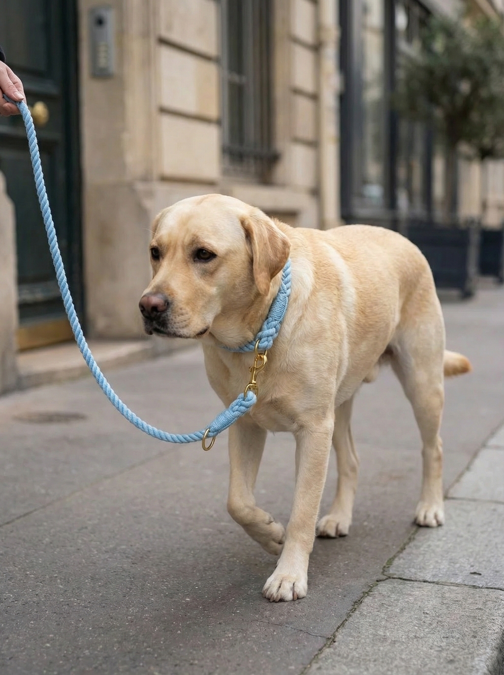 Dog Rope Leash & Collar Set – Blumond