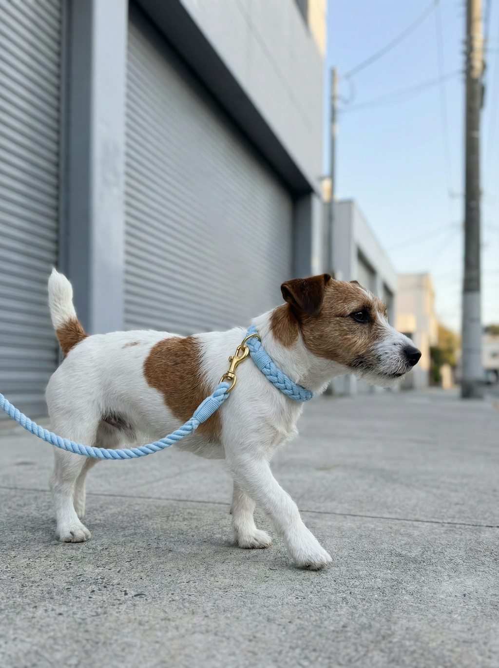 Dog Rope Leash & Collar Set – Blumond