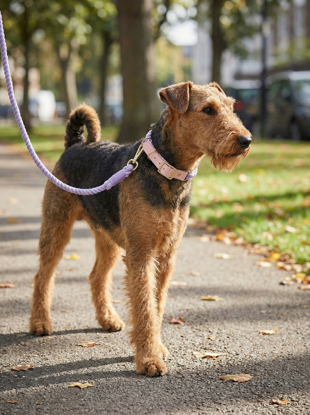 Luxe Royal Leather Rope Leash & Collar Set – Violet