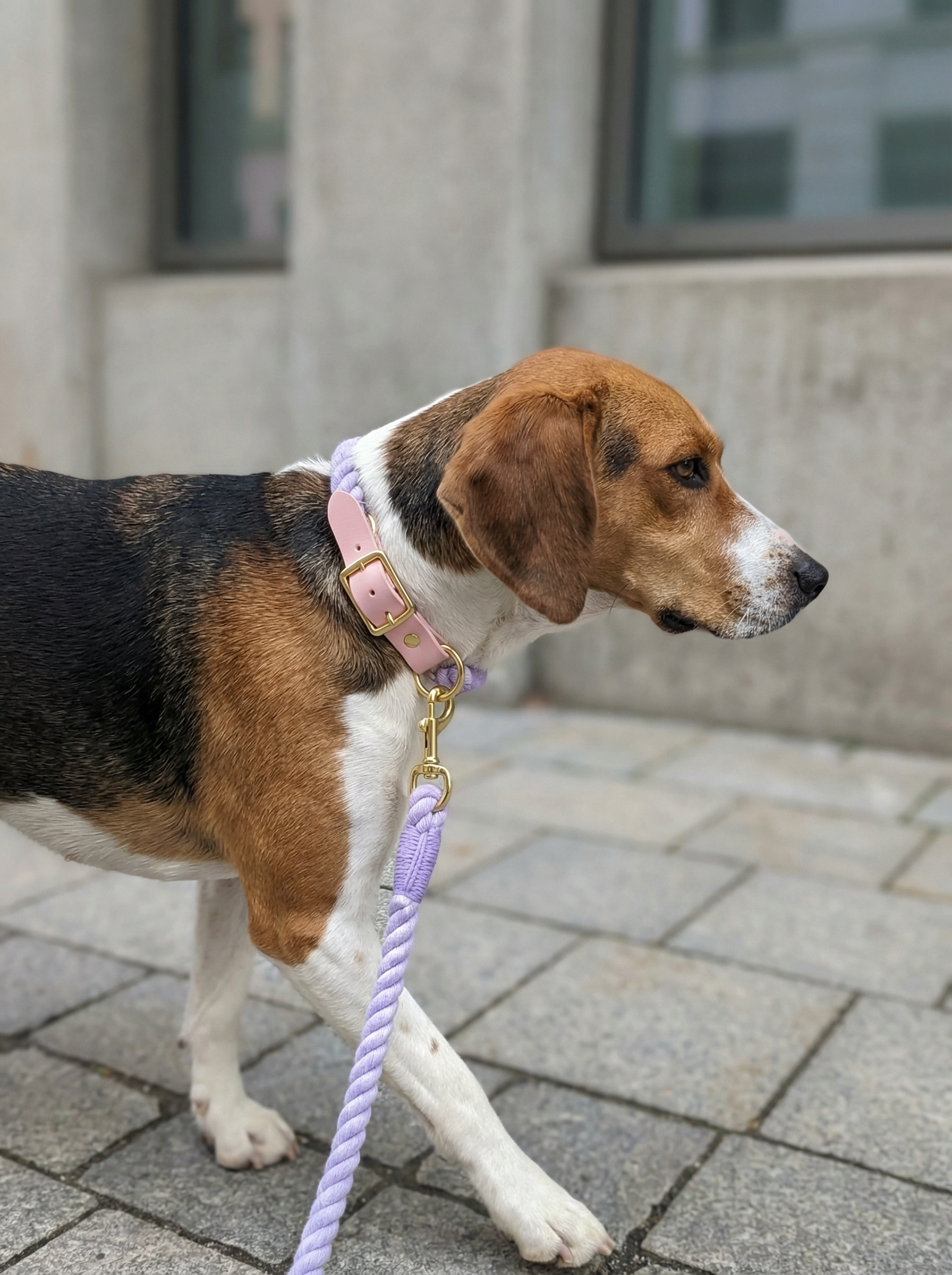 Luxe Royal Leather Rope Leash & Collar Set – Violet