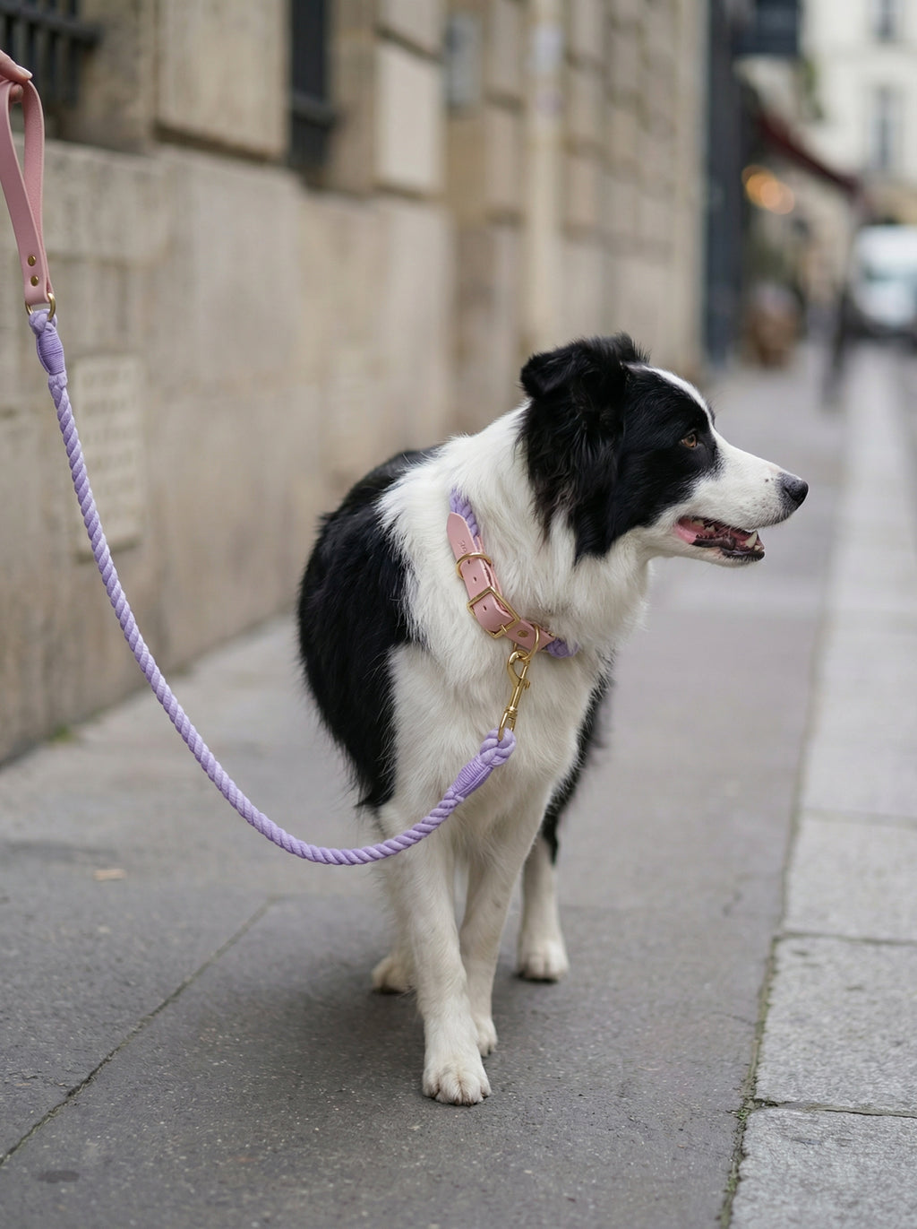 Luxe Royal Leather Rope Leash & Collar Set – Violet