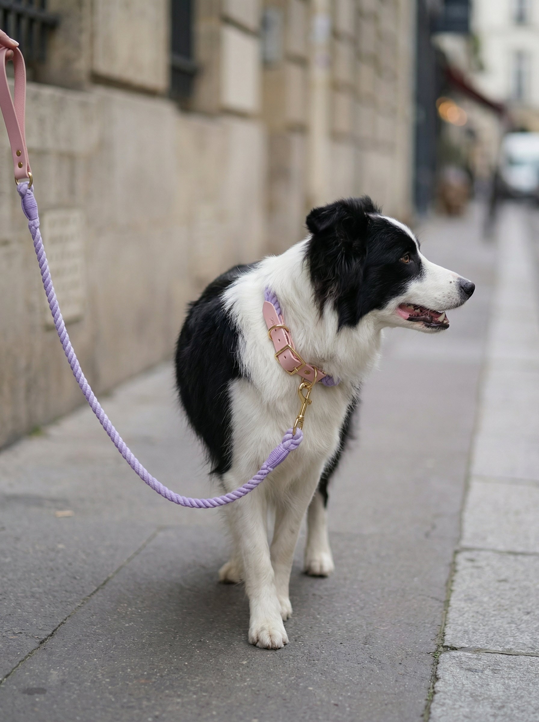 Luxe Royal Leather Rope Leash & Collar Set – Violet