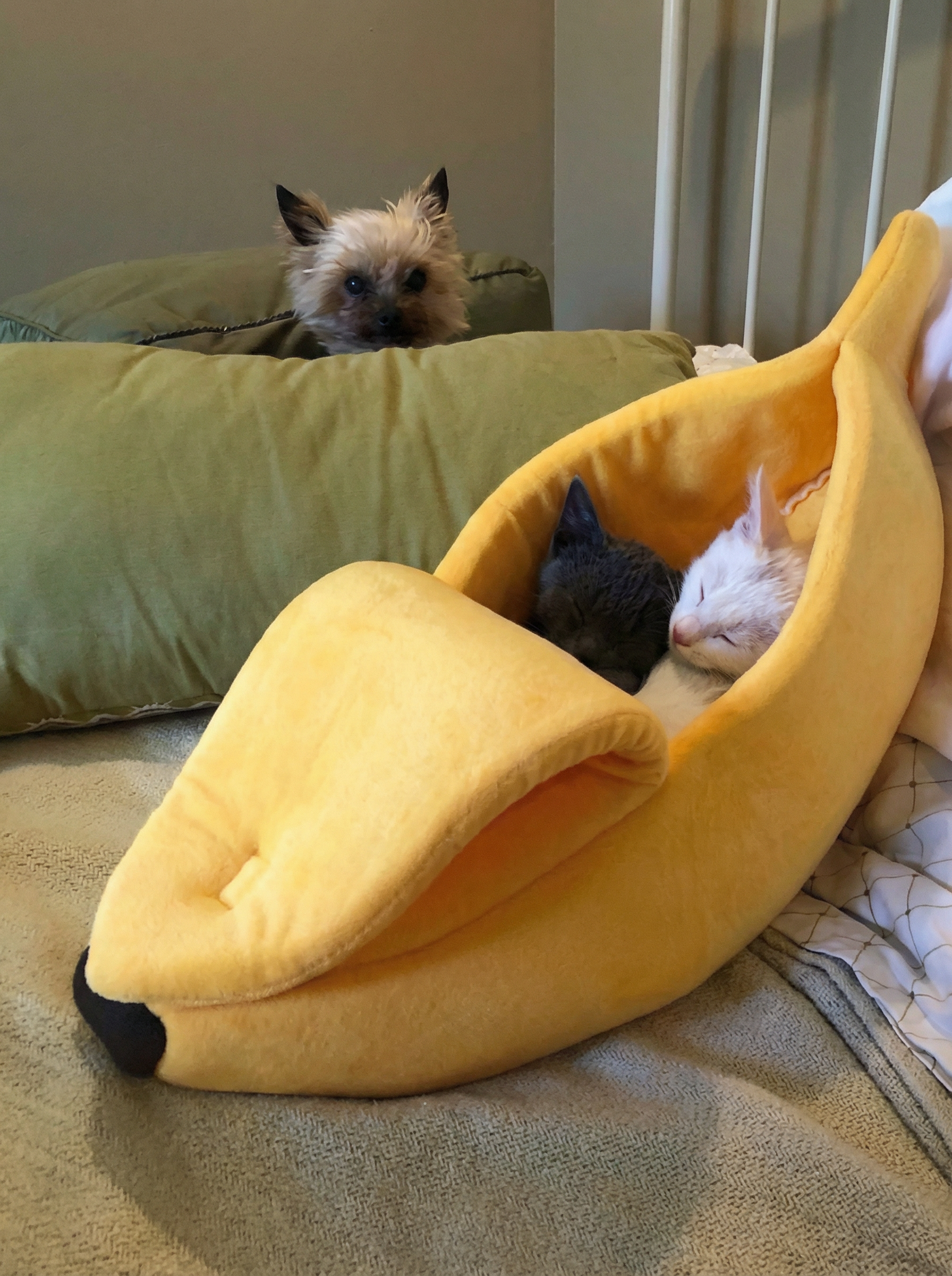 Banana Hideaway Cat Bed