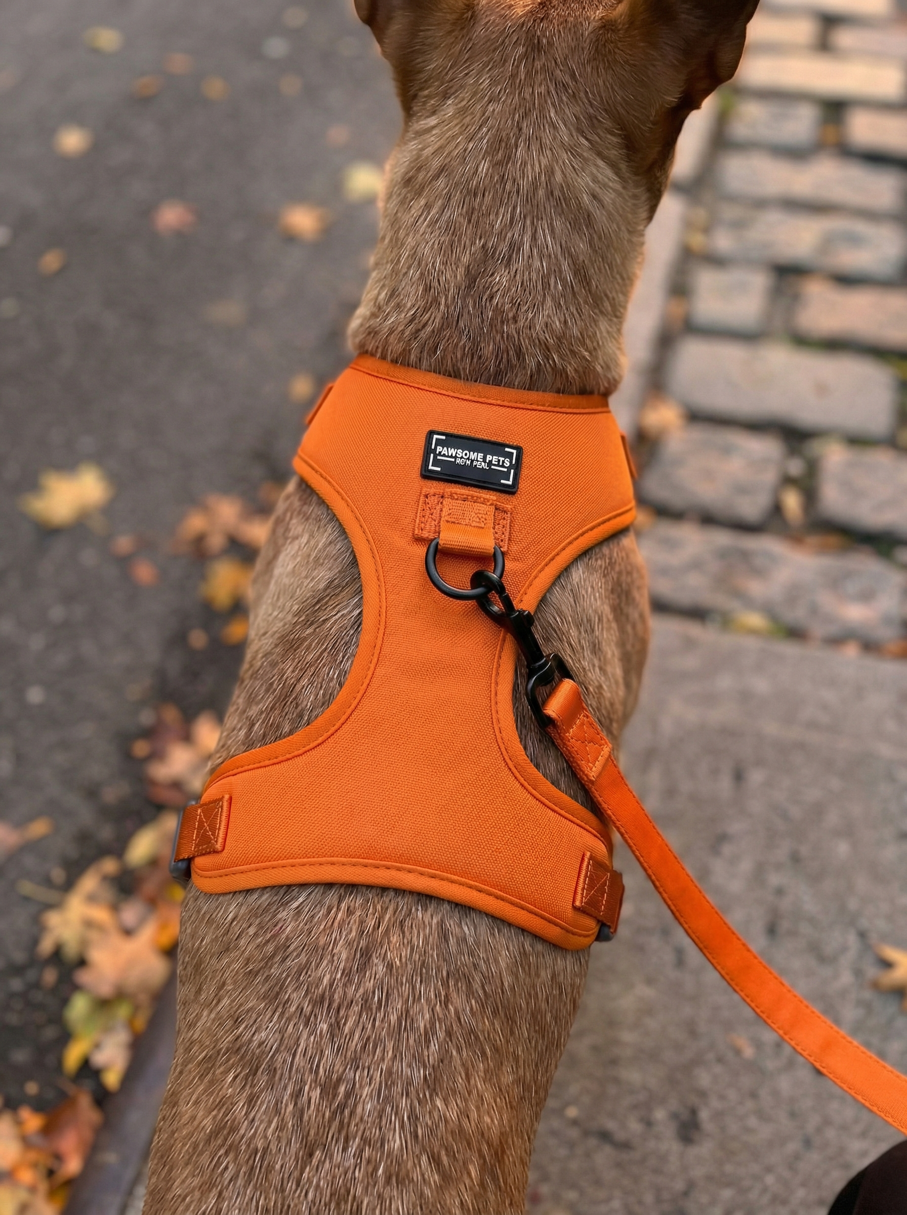 Adjustable Silk Harness Orange