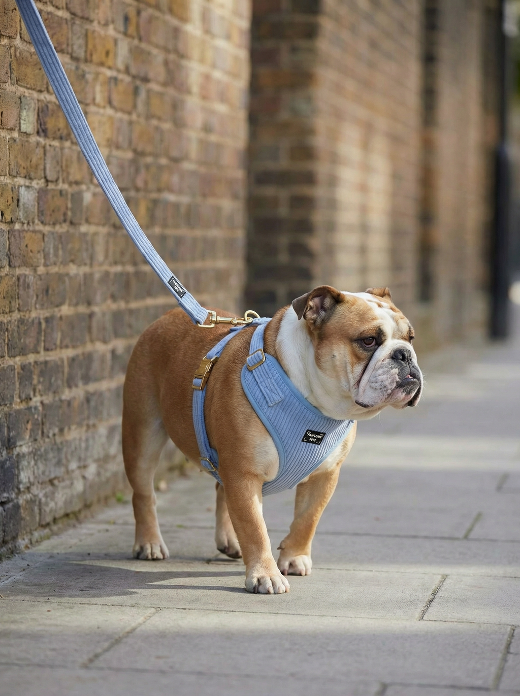 Adjustable Harness Sky Blue