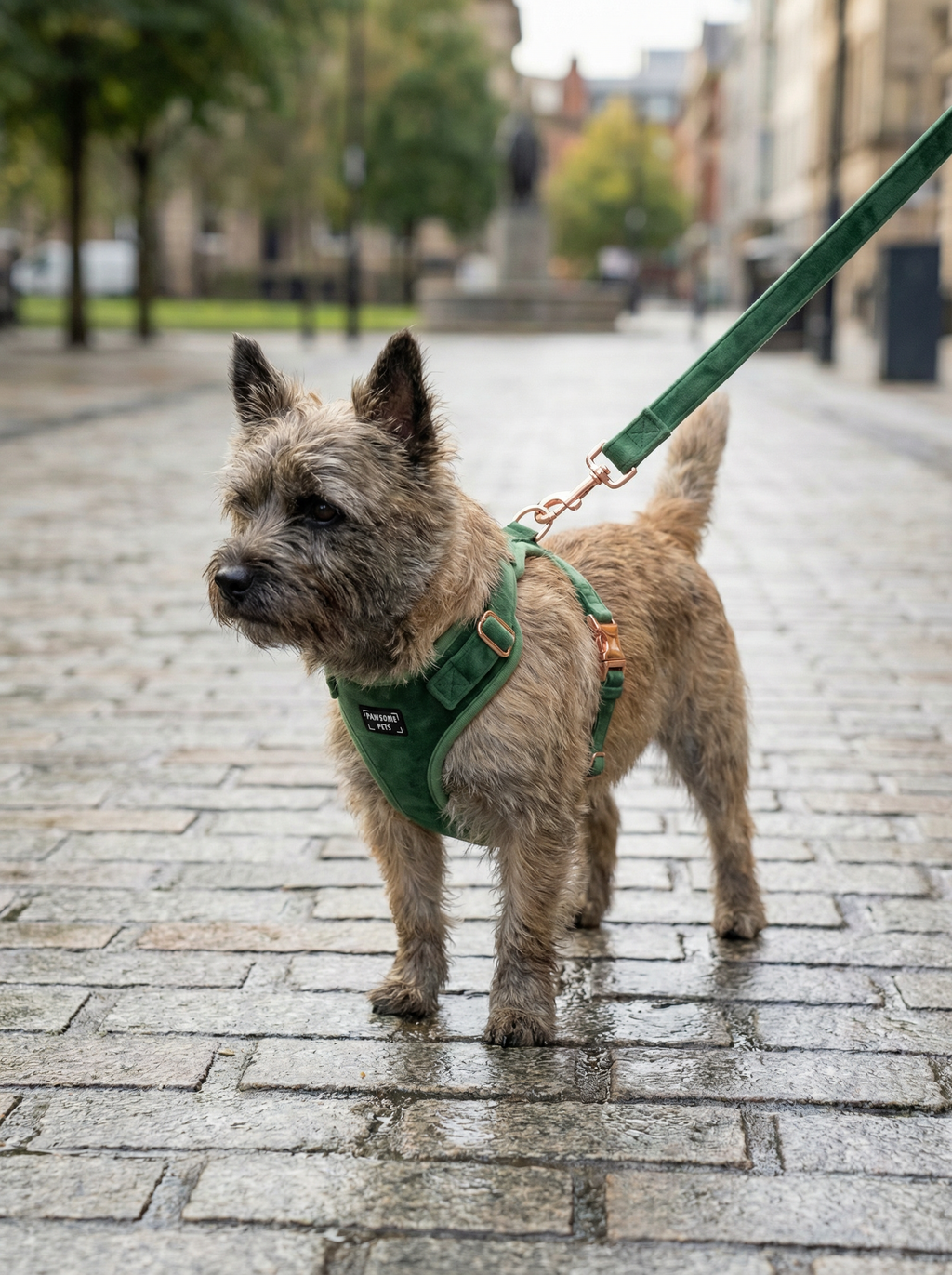 Adjustable Harness Celeste