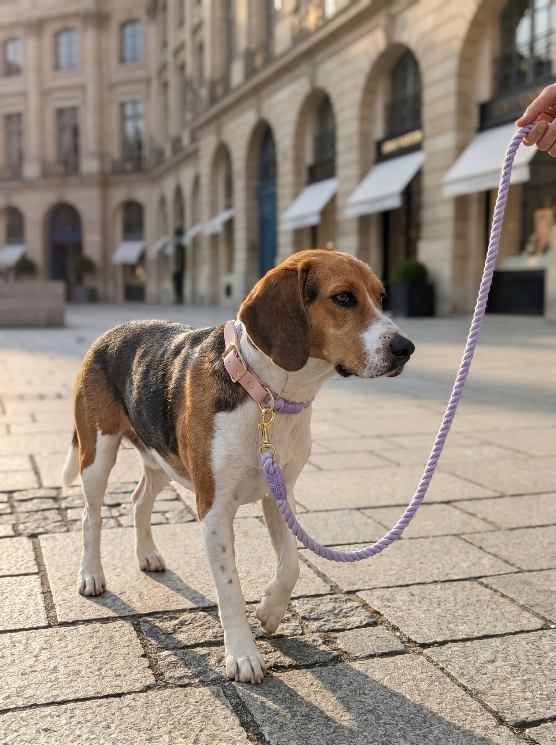 Luxe Royal Leather Rope Leash & Collar Set – Violet