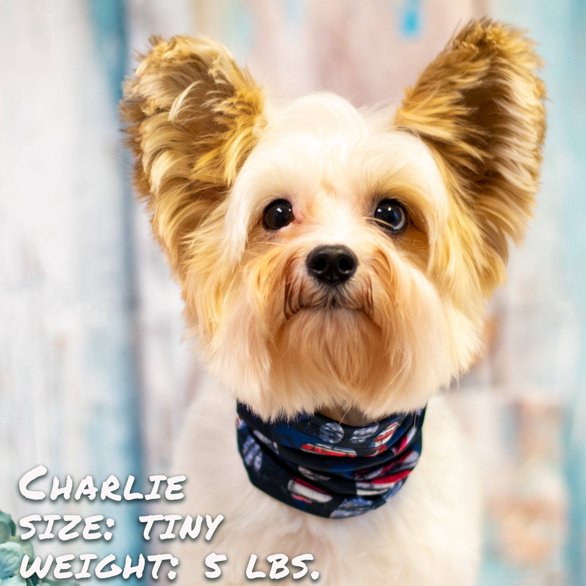 Patriotic Pup Pup Scruff-2