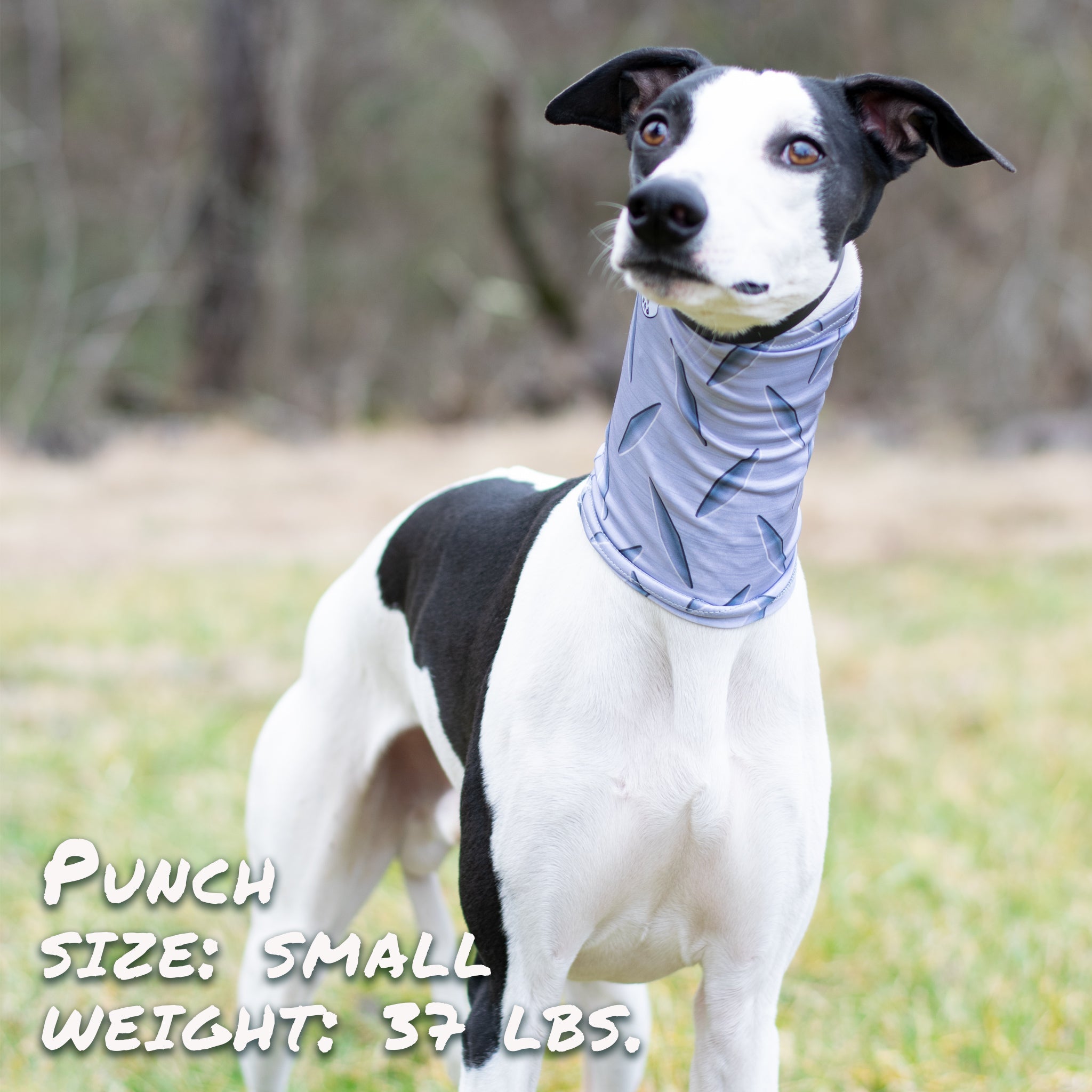 Steel Plated Pup Pup Scruff-2