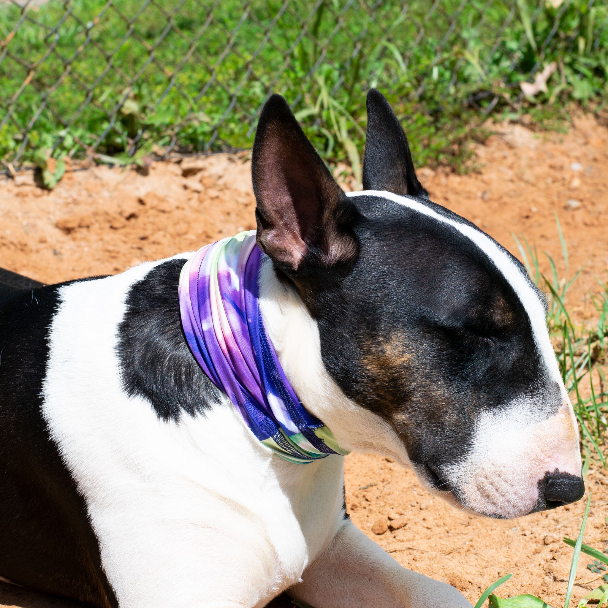 Tie Dye Pup Scruff-3