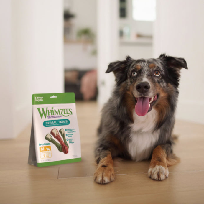 Dog sitting next to a package of Whimzees dental treats on a wooden floor.